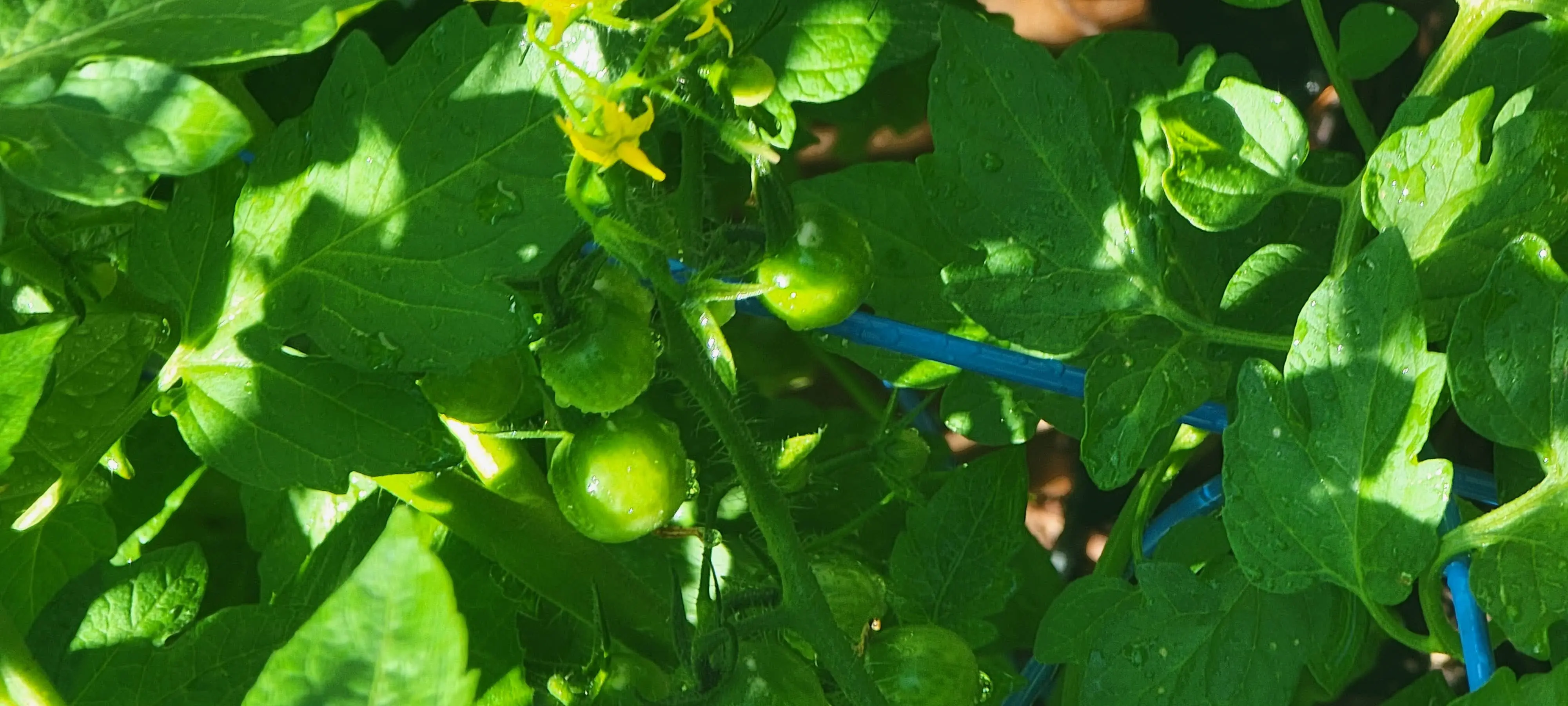 Image Outdoor/20210629_153743.webp