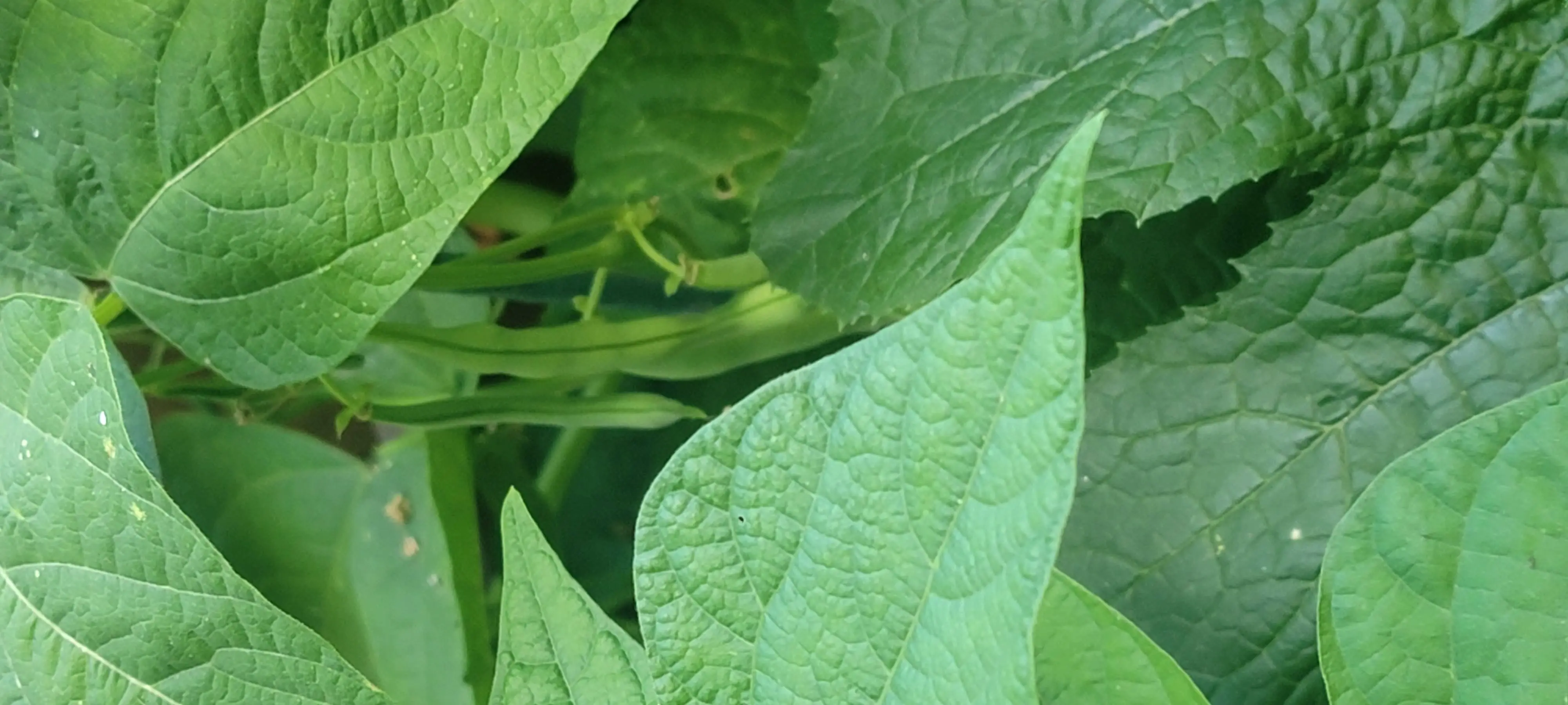 Image Outdoor/20210630_183430.webp