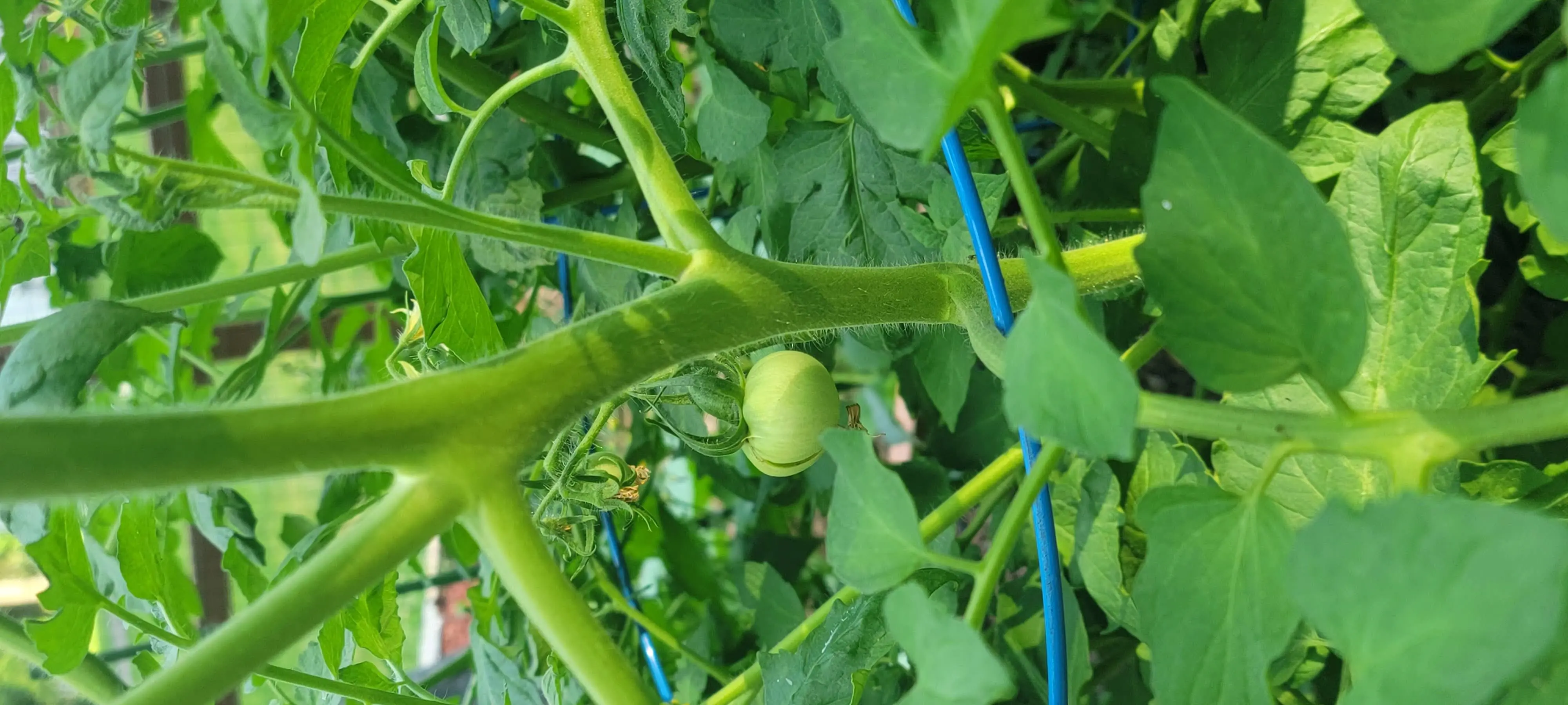 Image Outdoor/20210630_183650.webp