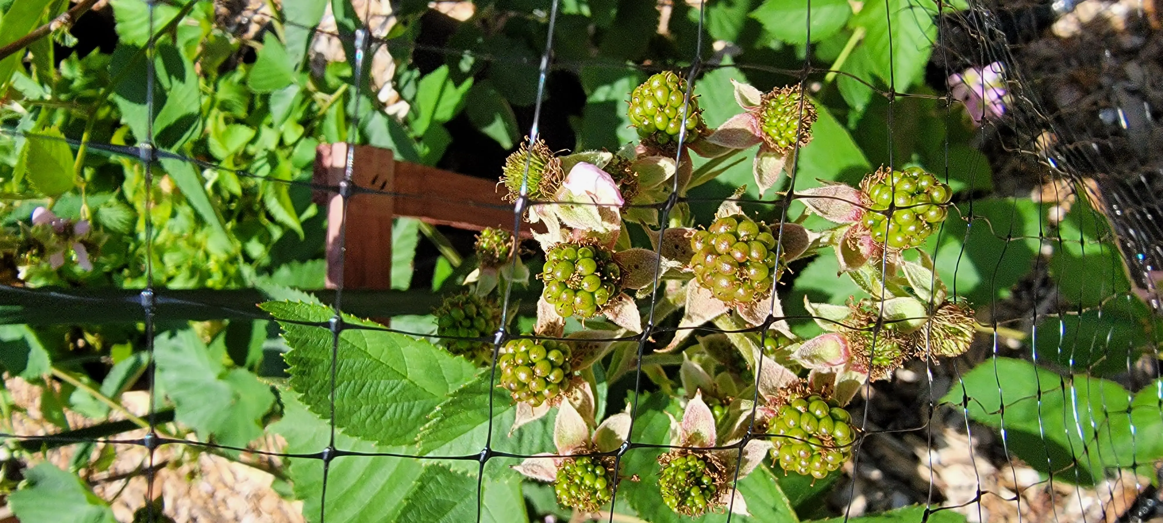 Image Outdoor/20220610_134314.webp