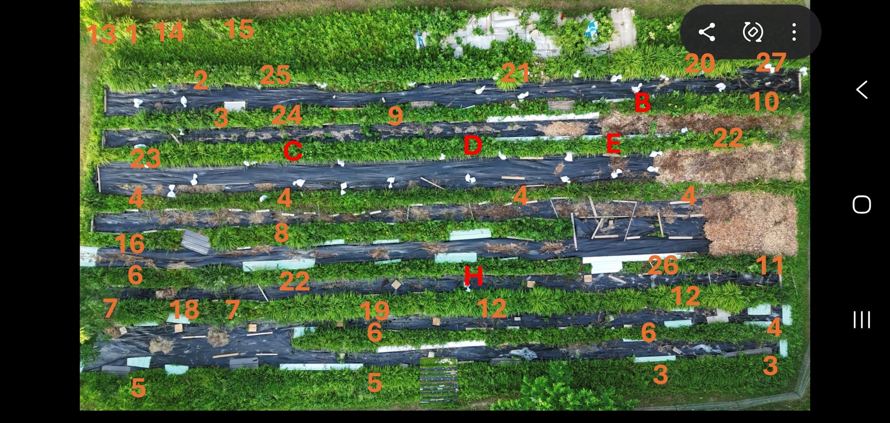 Aerial view of the flower field